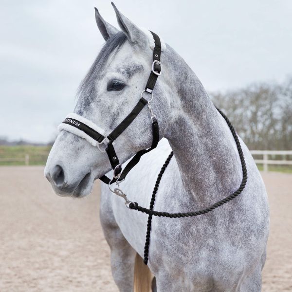 Halters & Leads