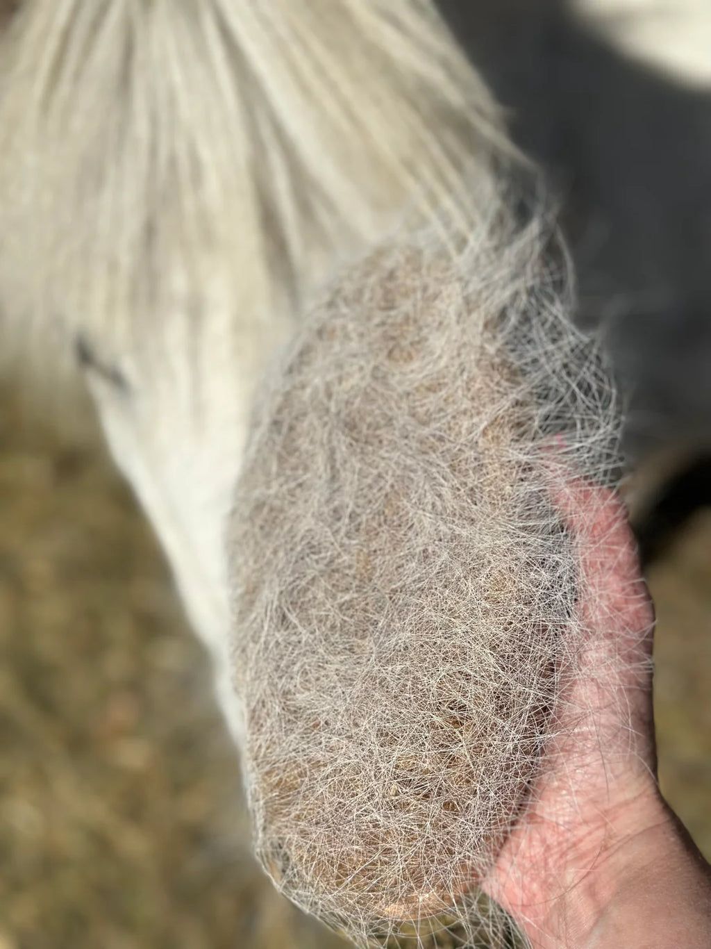 Scruff Body Brush - GeeGee Collective