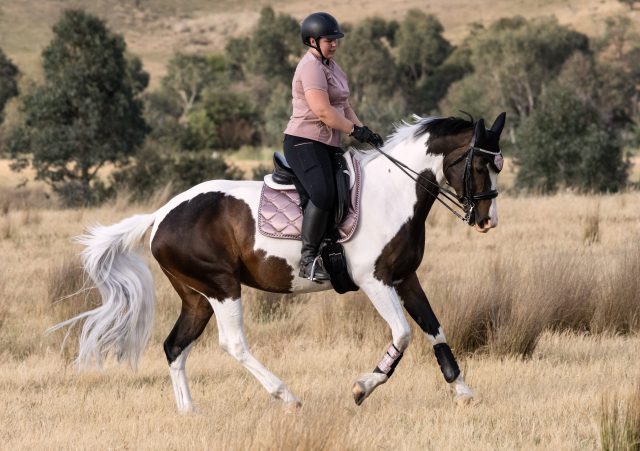 Dressage Saddle Pad | Warm Cocoa